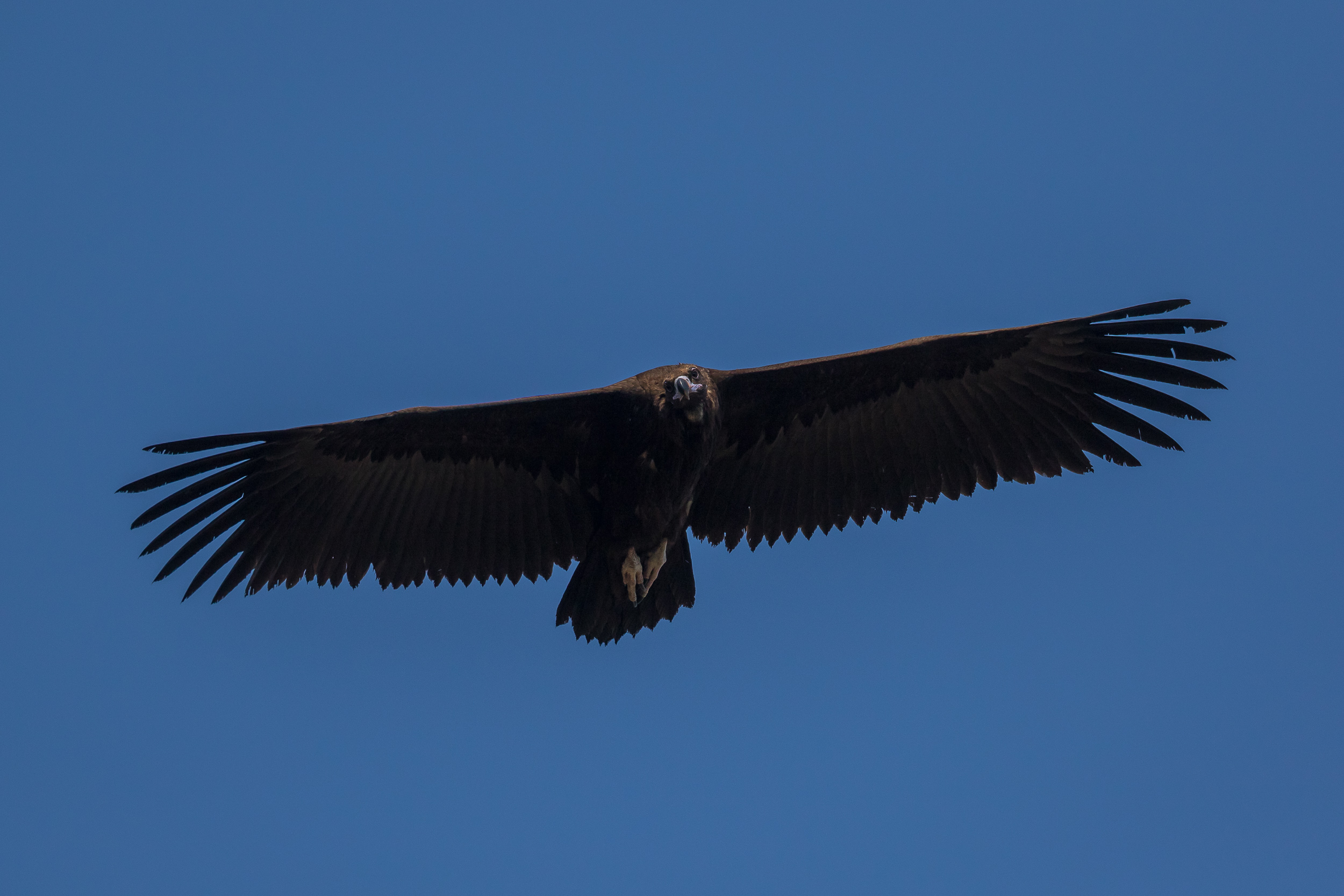 Cinerous Vulture