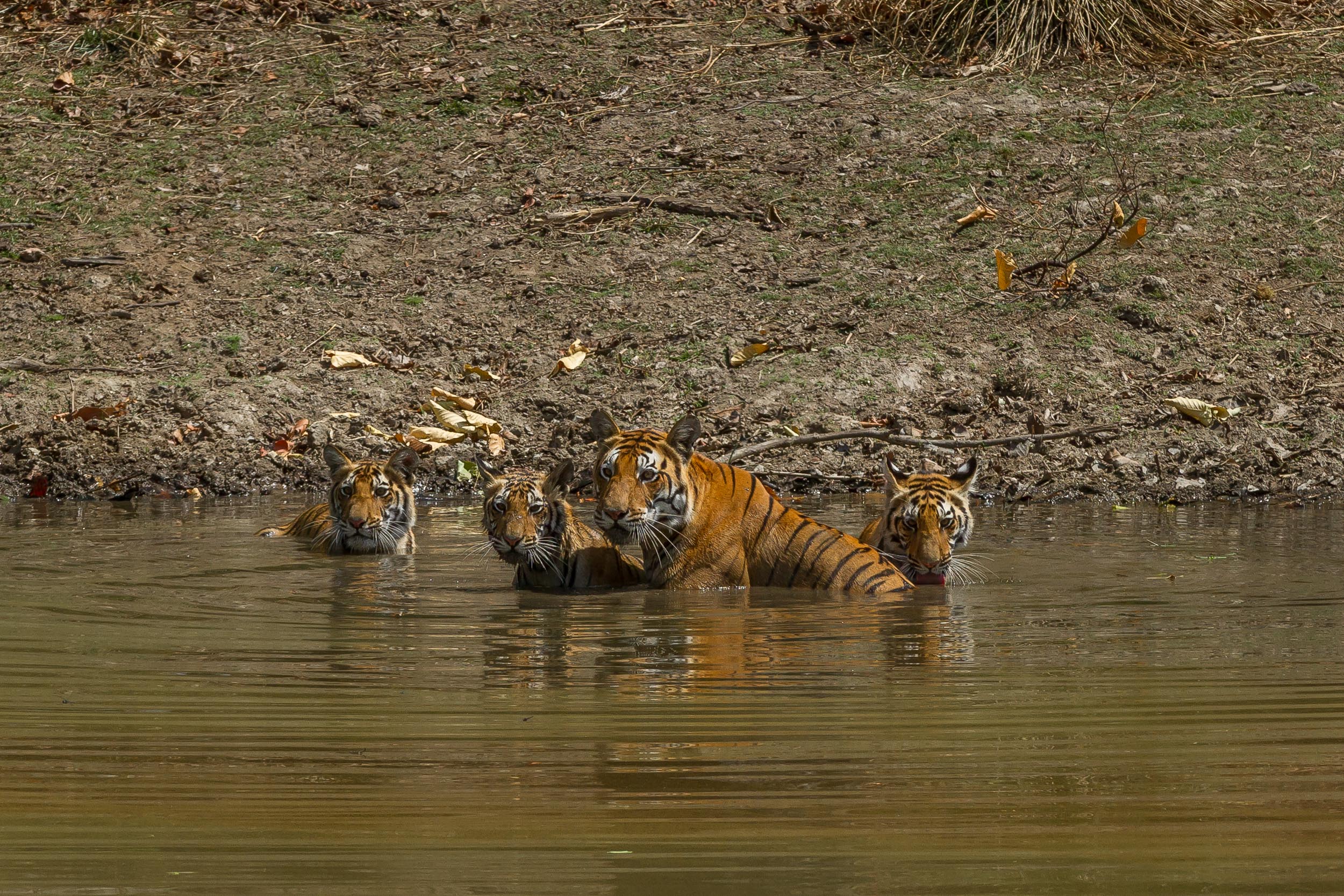 Dhawajhandi (T-27) + cubs
