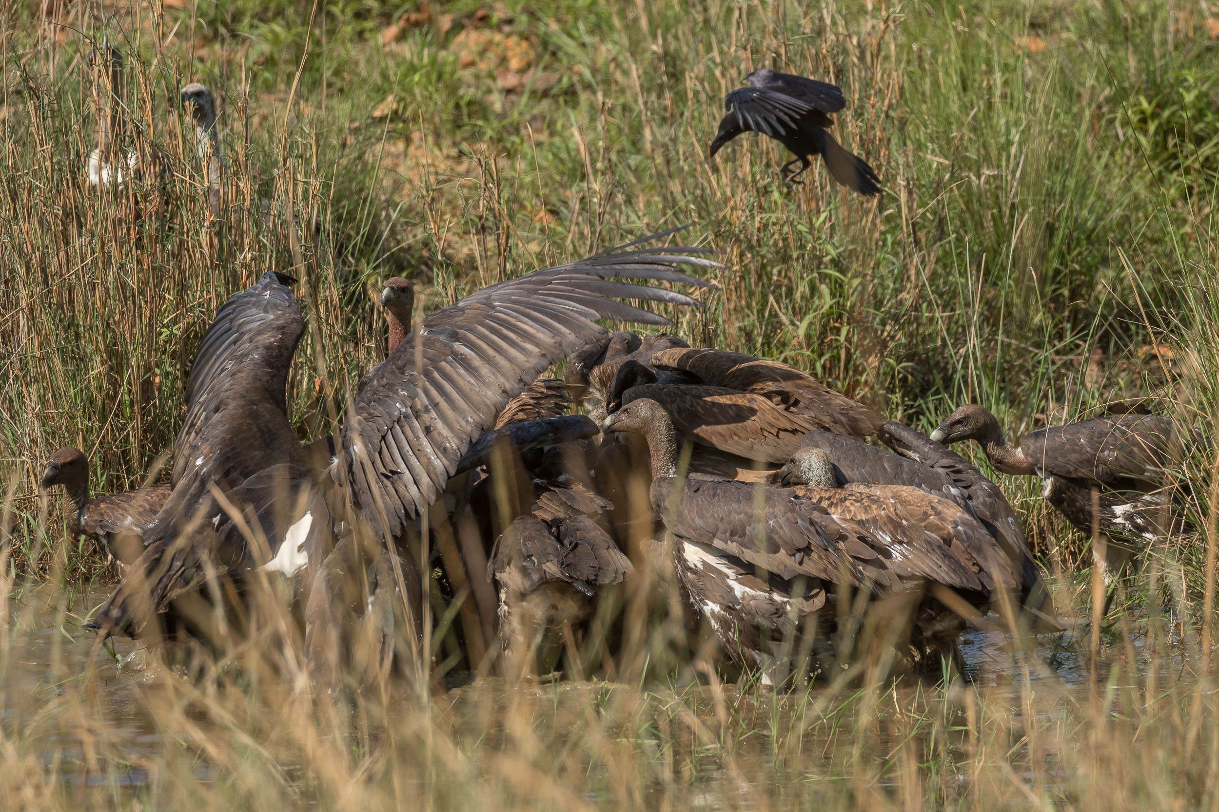 Vultures feeding