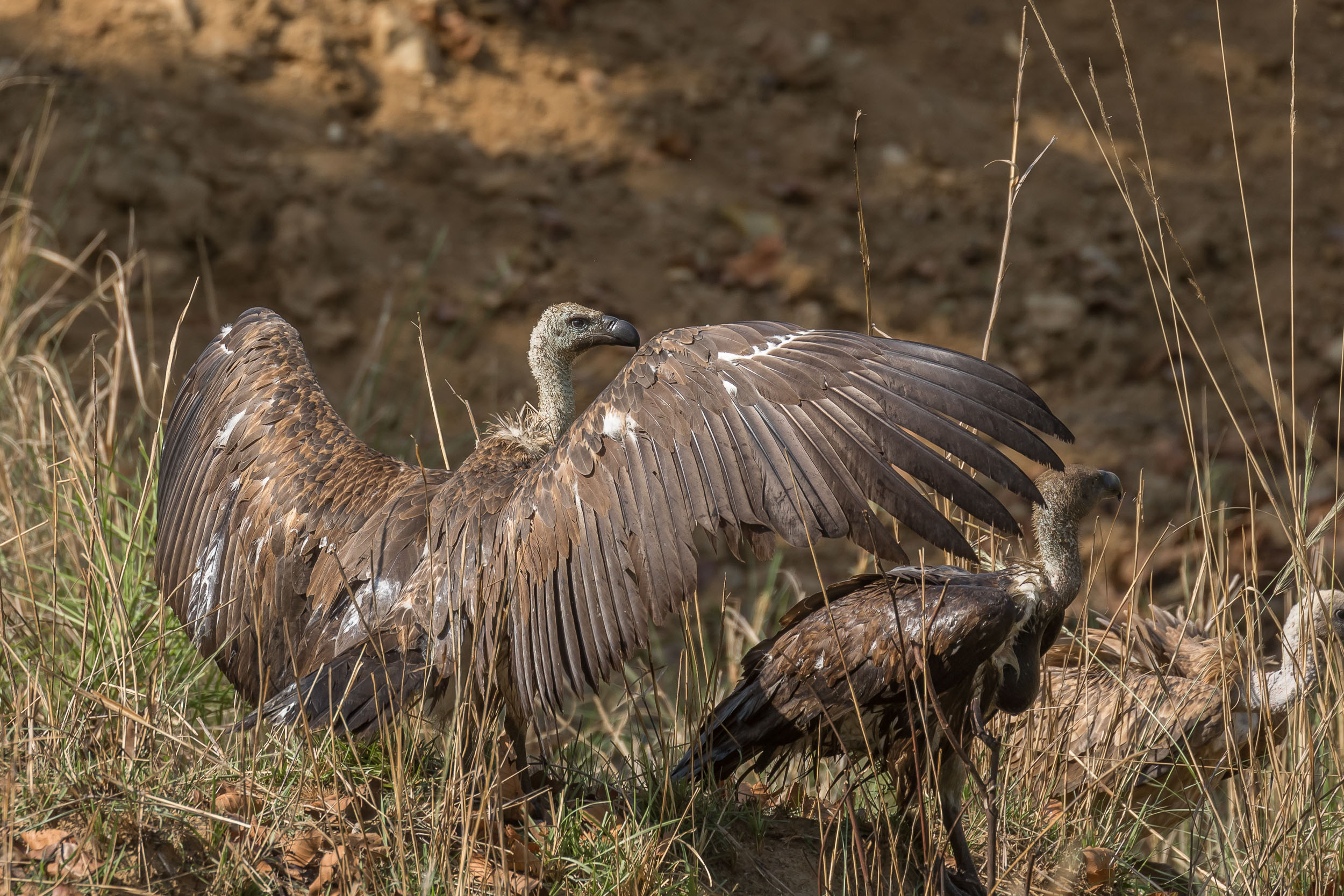 White-rumped Vulture juvenile